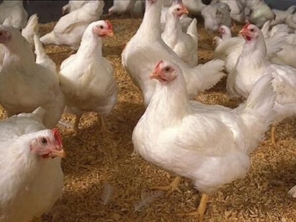 Yaponiyada minlərlə toyuq məhv ediləcək