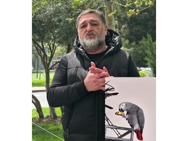 Bakıda hamının axtardığı quş tapıldı - <span class="color_red">VİDEO</span>