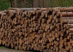 Günün 24 saatı elektrik istehsal edən taxta hazırlandı