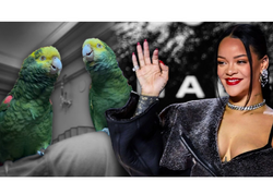 2 tutuquşu Rihannanın mahnısını özündən yaxşı OXUYUR - <span class="color_red">VİDEO</span>