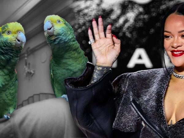 2 tutuquşu Rihannanın mahnısını özündən yaxşı OXUYUR - <span class="color_red">VİDEO</span>