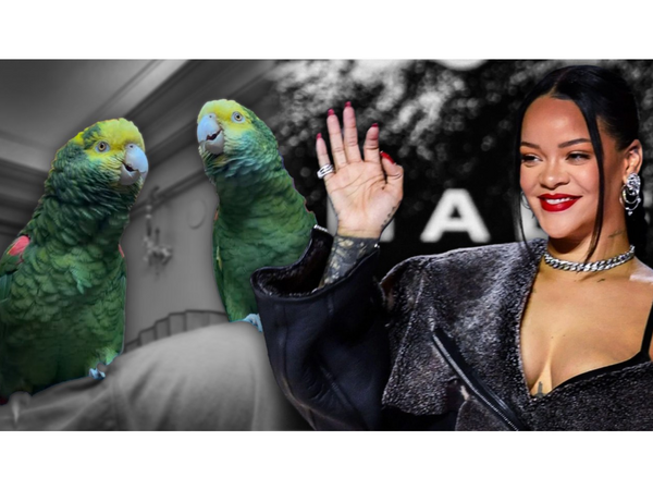 2 tutuquşu Rihannanın mahnısını özündən yaxşı OXUYUR - <span class="color_red">VİDEO</span>