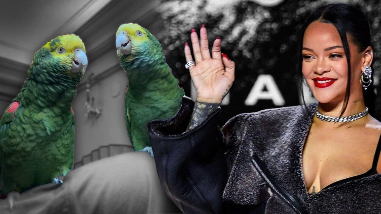 2 tutuquşu Rihannanın mahnısını özündən yaxşı OXUYUR - VİDEO