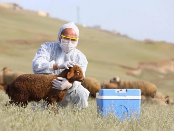 Ağır qəzada ölən baytarın <span class="color_red">FOTOsu</span>