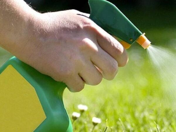 Kimyəvi maddə istifadə etmədən alaq otlarını yox edən sadə üsul