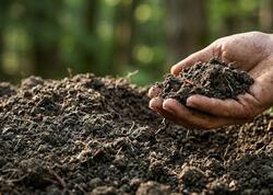 Ən səmərəli gübrəni hər axşam evimizdə istehsal edirik