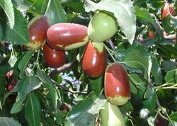 Bu meyvə C vitamini ilə zəngindir: Limon və portağal deyil...