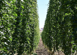 Kəsib zibilə atırdıq: Avropada qızıldan baha satılan "Yaşıl Qızıl" - <span class="color_red">FOTO</span>