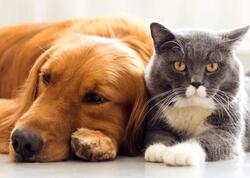 Ev heyvanları ilə bağlı vacib XƏBƏRDARLIQ: Səbəb tükdür?