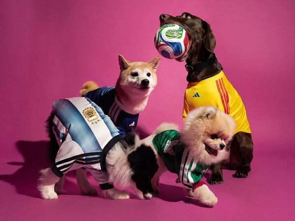 "Adidas" heyvanlar üçün forma təqdim etdi