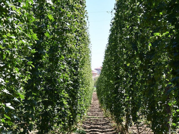 Kəsib zibilə atırdıq: Avropada qızıldan baha satılan "Yaşıl Qızıl" - <span class="color_red">FOTO</span>