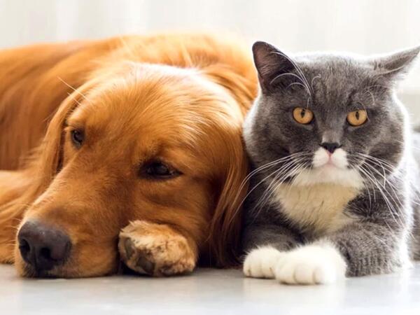 Ev heyvanları ilə bağlı vacib XƏBƏRDARLIQ: Səbəb tükdür?