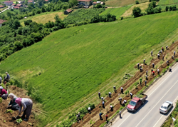 Yol kənarına əkən milyonçu olur