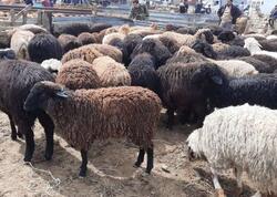 Qurban bayramında ətin qiyməti <span class="color_red">BAHALAŞACAQ </span>