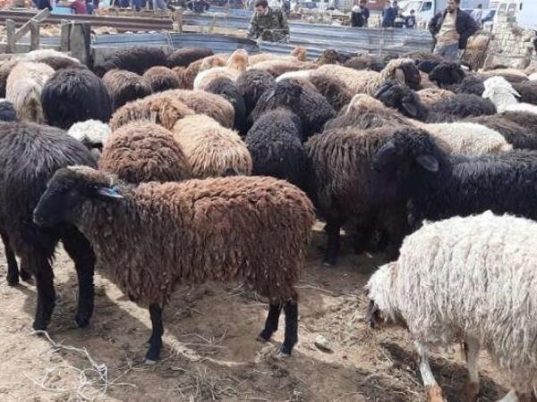 Qurban bayramında ətin qiyməti <span class="color_red">BAHALAŞACAQ </span>