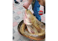 Azərbaycanda tutulan nəhəng BALIQ diqqət çəkdi - <span class="color_red">VİDEO</span>