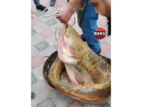 Azərbaycanda tutulan nəhəng BALIQ diqqət çəkdi - <span class="color_red">VİDEO</span>