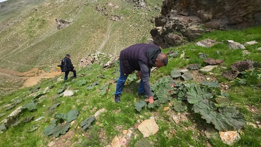 Kilosuı 37 manatdan 10 AZN ə düşdü: Sübh tezdən dağdan yığılır FOTO
