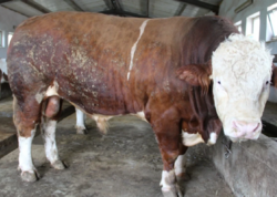 Bu qurbanlıq heyvan 16 740 manata satılır