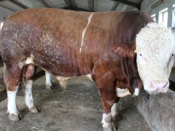 Bu qurbanlıq heyvan 16 740 manata satılır