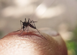 Gürcüstanda təhlükəli virus aşkarlandı