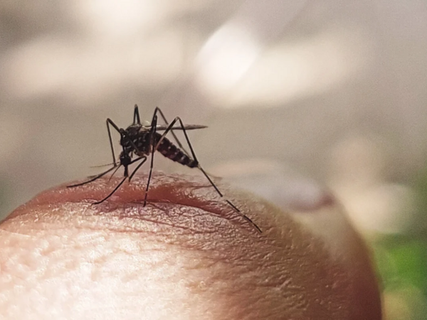 Gürcüstanda təhlükəli virus aşkarlandı