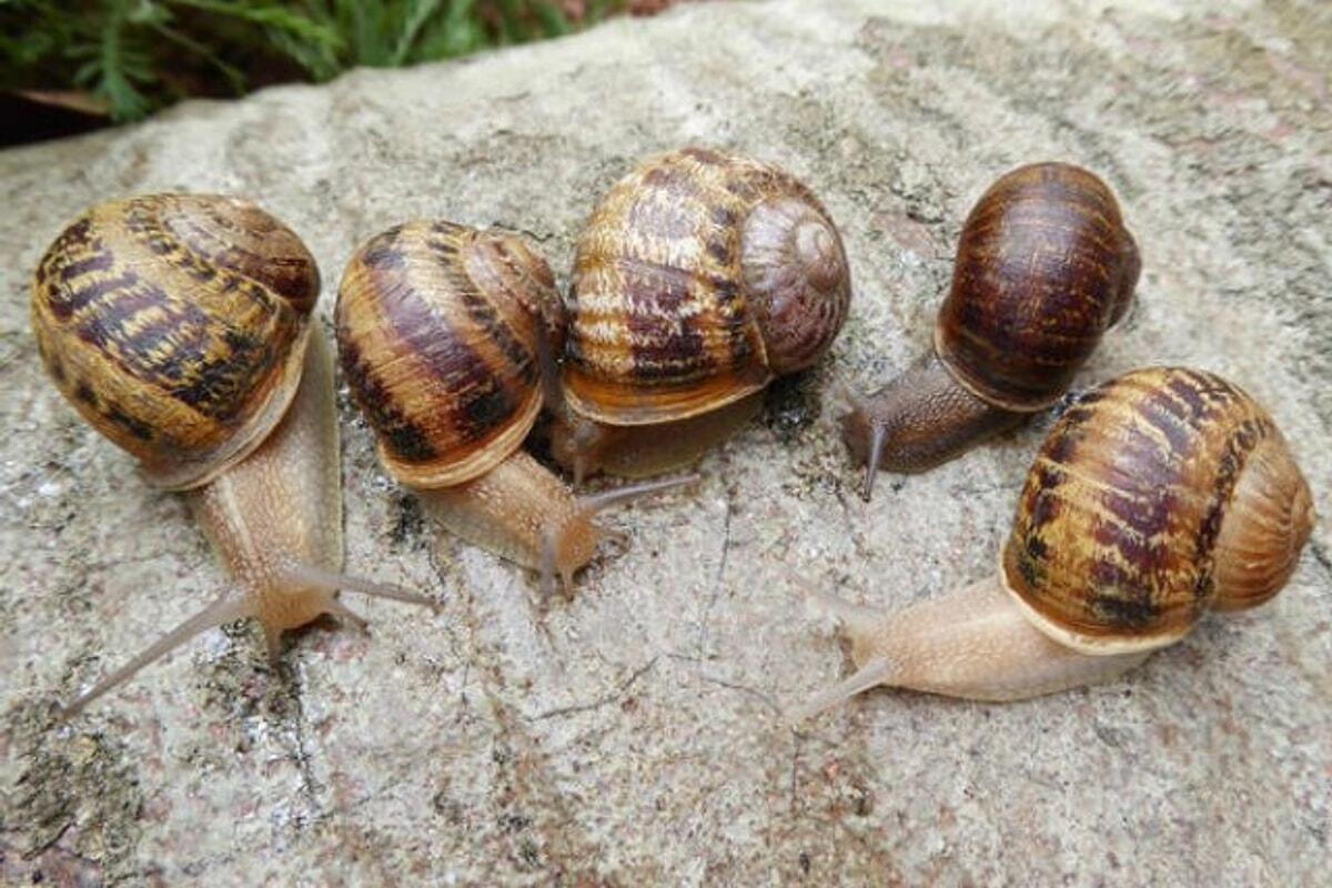 Bağçaların baş bəlası olan ilbizlərə qarşı təbii həll yolu