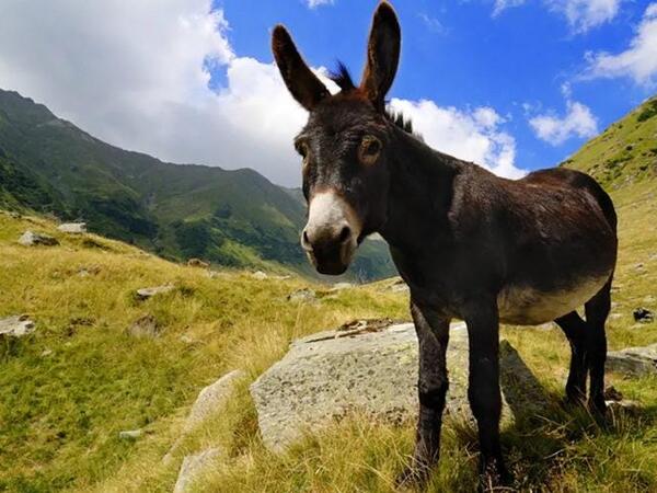 Azərbaycanda kişini eşşək dişlədi - ÖLDÜ