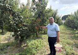 Yeddi il əvvəl əkinə başladı - hər ağacdan 300 kq məhsul götürür – FOTO