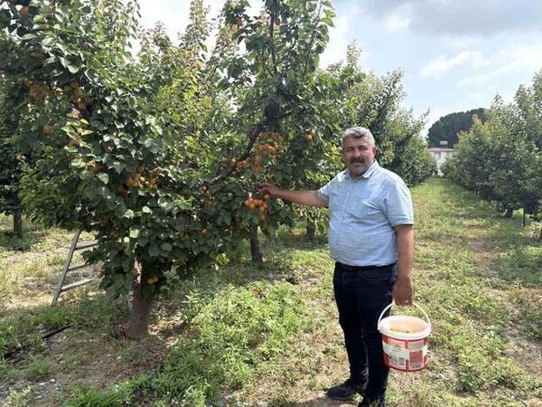 Yeddi il əvvəl əkinə başladı - hər ağacdan 300 kq məhsul götürür – FOTO