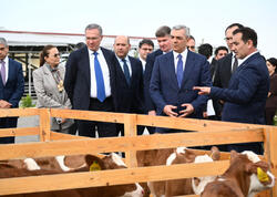 Xocalıda “Qoç Ət”in heyvandarlıq kompleksi ilə tanışlıq olub (FOTO)