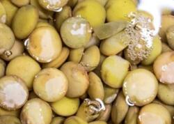 Yumurtadan qat-qat çox protein bərpa edir: Yaşıl mərcini yeyən xəstəlik nədir bilmir