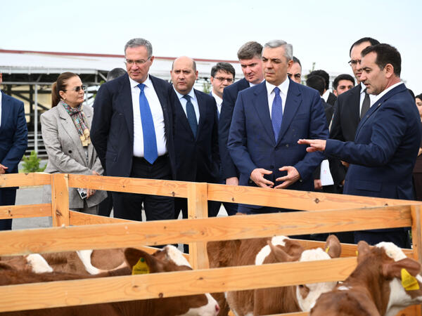 Xocalıda “Qoç Ət”in heyvandarlıq kompleksi ilə tanışlıq olub (FOTO)