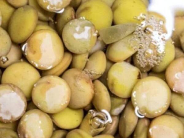 Yumurtadan qat-qat çox protein bərpa edir: Yaşıl mərcini yeyən xəstəlik nədir bilmir