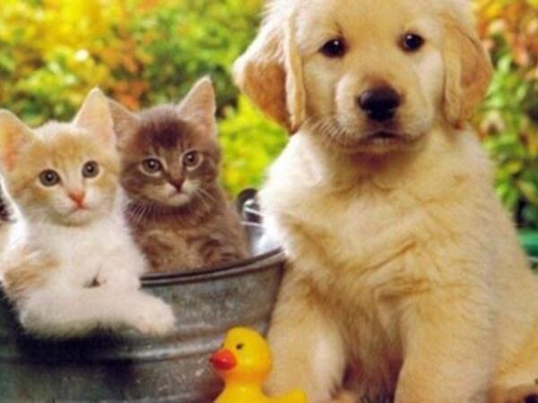 Ev heyvanı saxlamaq uşaqlara zərər verə bilərmi?