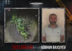Ağsuda dağlıq ərazidə çətənə kolu əkən şəxs saxlanılıb