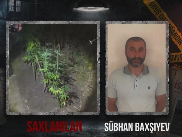 Ağsuda dağlıq ərazidə çətənə kolu əkən şəxs saxlanılıb
