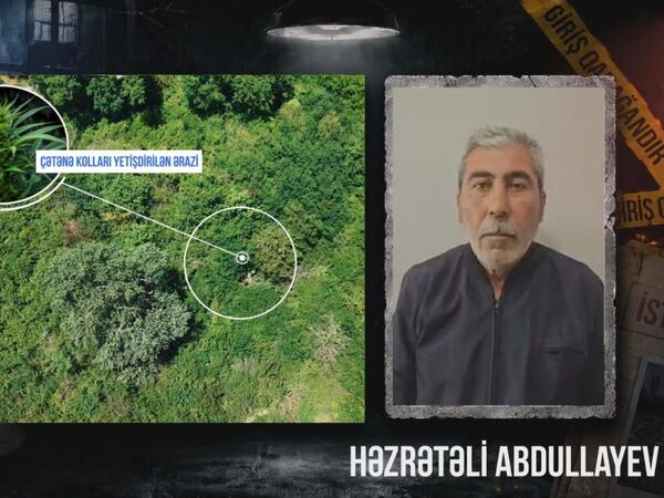 Qaxda çətənə kolları əkən şəxs saxlanılıb