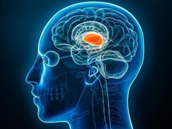 Talamus nədir? Talamusun vəzifələri və funksiyaları