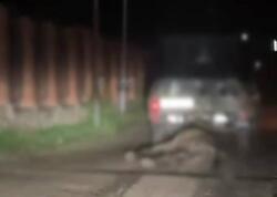 Daşkəsəndə ölmüş heyvanı avtomobillə sürüyən şəxs saxlanıldı - <span class="color_red">(Video)</span>