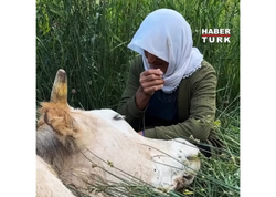 7 uşaqlı ananın inəyi üçün göz yaşları hamını kövrəltdi - <span class="color_red">(Video)</span>
