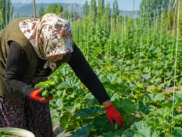 Yayın ən bərəkətli tərəvəzi: Kolundan dərdikcə yenisi gəlir