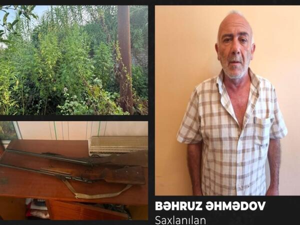Göyçayda narkotik əməliyyatı: 51 bitki və 2 silah götürüldü