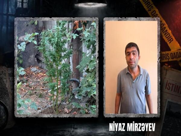 Göyçayda narkotik tərkibli bitkilər yetişdirən şəxs tutuldu