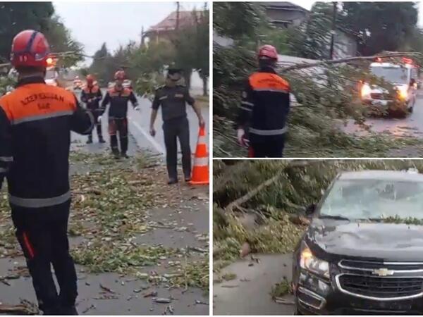 Güclü külək ağacı avtomobil üstünə aşırdı