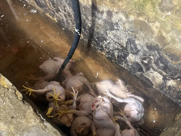 Masallıda toyuq kəsimi sahələrində nöqsanlar aşkarlanıb