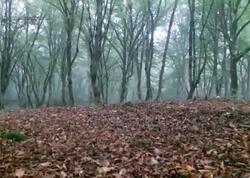 Bakıda öldürülən qadının meyiti Qusarda meşədən tapıldı - <span class="color_red">(Video)</span>