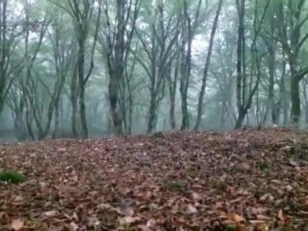 Bakıda öldürülən qadının meyiti Qusarda meşədən tapıldı - <span class="color_red">(Video)</span>