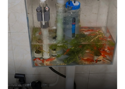 Tualet çənini akvariuma çevirdi – <span class="color_red">(Video)</span>
