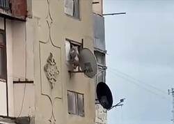 Bakıda iti binadan atan şəxs məsuliyyətə cəlb edildi